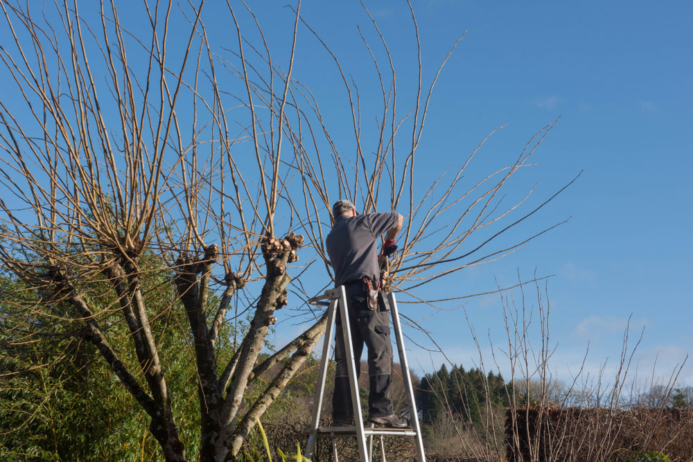 Tree Removal – How to Perform Safer Tree Removal