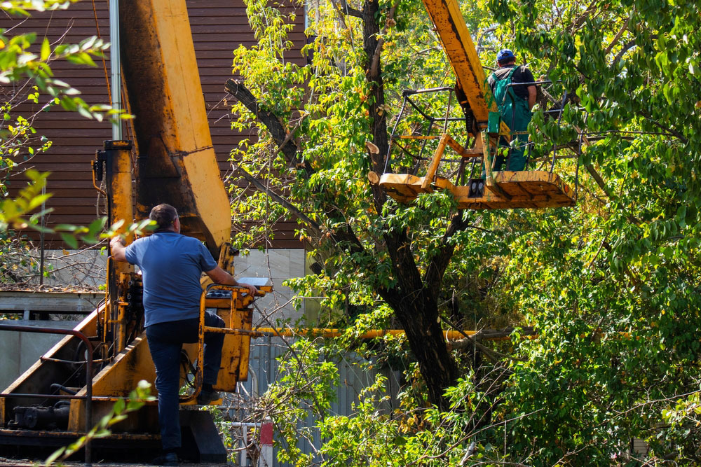 Get a Free Quote on Tree Removal